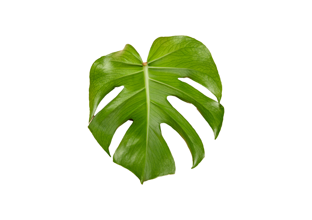 Leaf Icon