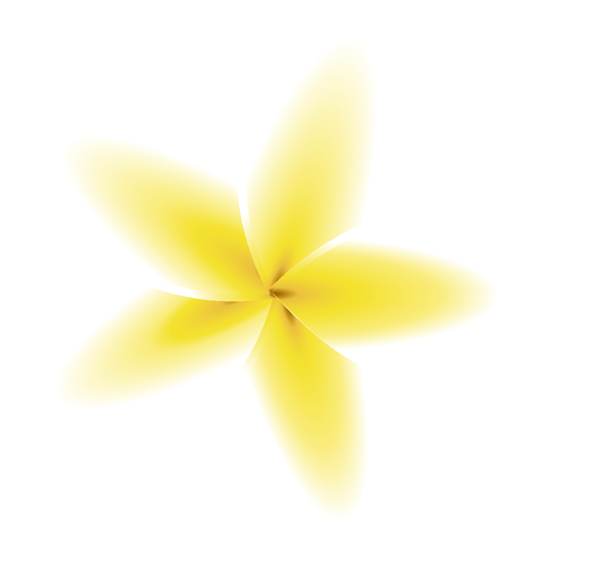 Plumeria flower